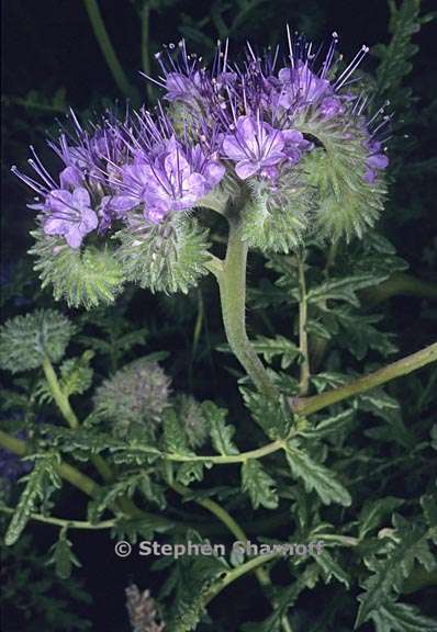 phacelia tanacetifolia 1 graphic